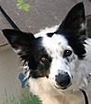  Animals - Dogs, Cats - 